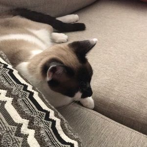 Meet your Posher, Patrick